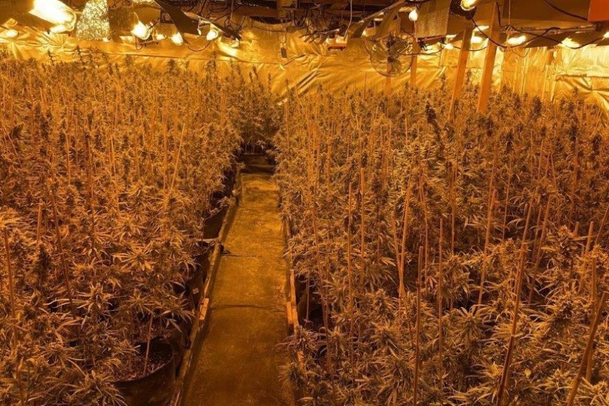 4000 plants de cannabis découverts à Morette
