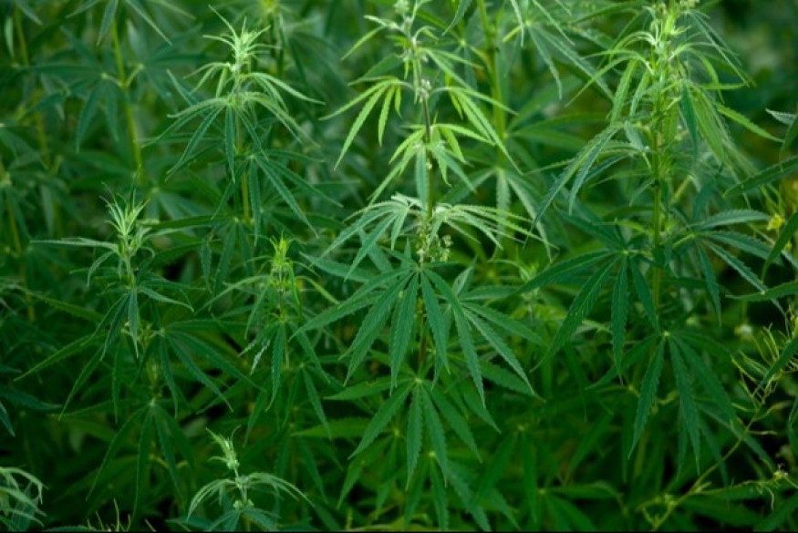Métropole de Grenoble : des habitants reçoivent des tracts publicitaires pour de la drogue dans leur boîte aux lettres