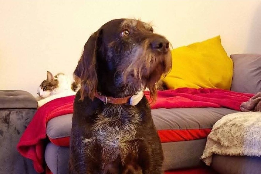 Avis de recherche pour Bob le chien : sa famille est morte d'inquiétude