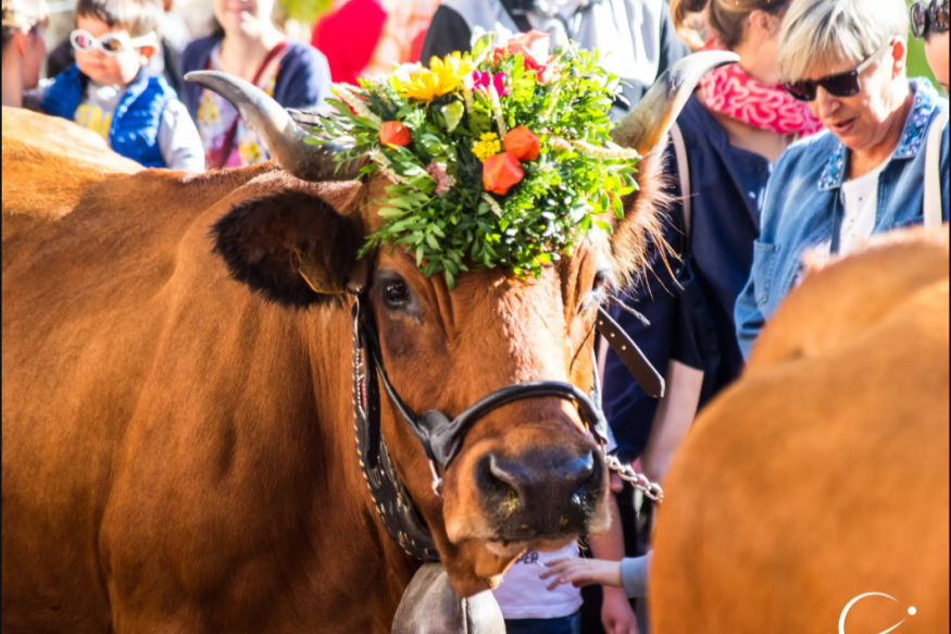 Descente des Alpages 2026 : retour des vaches à Grenoble !